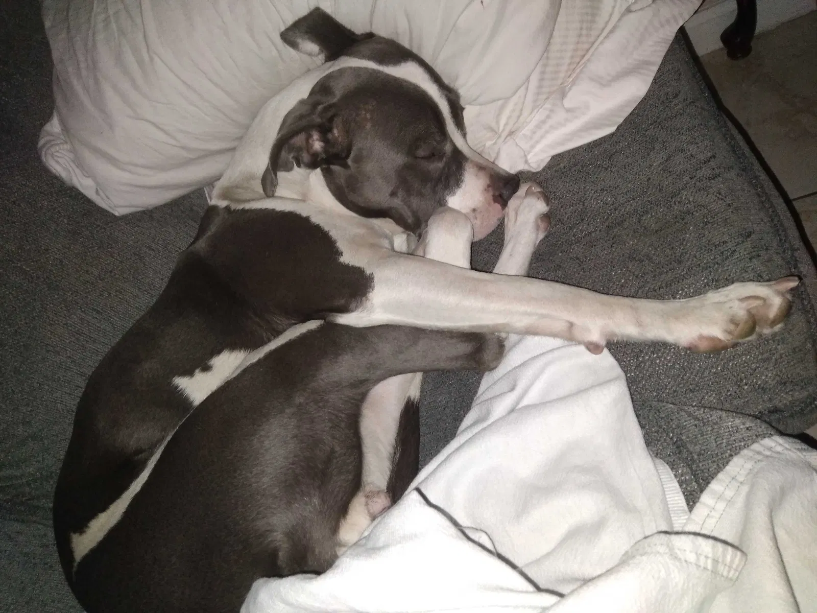 Lost dog in Westwego, LA, 70094