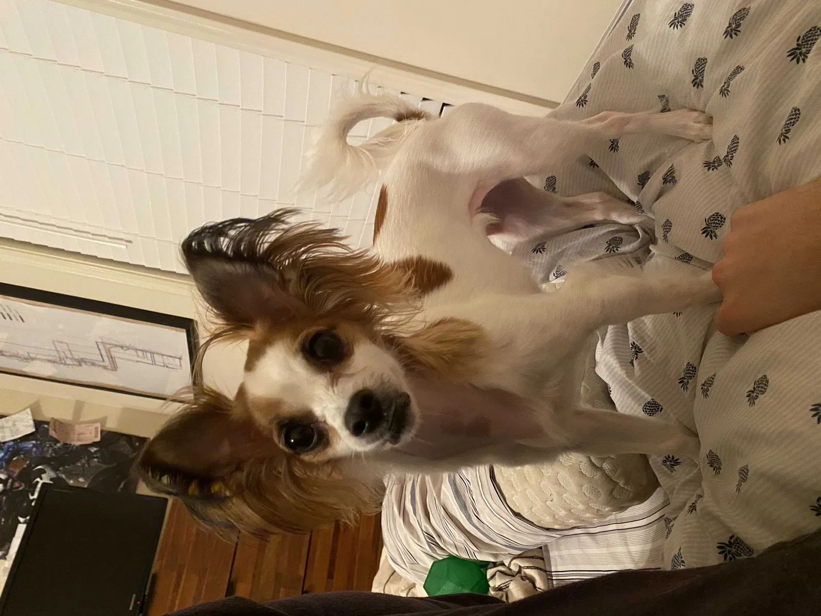 Lost dog in Atlanta, GA, 30303