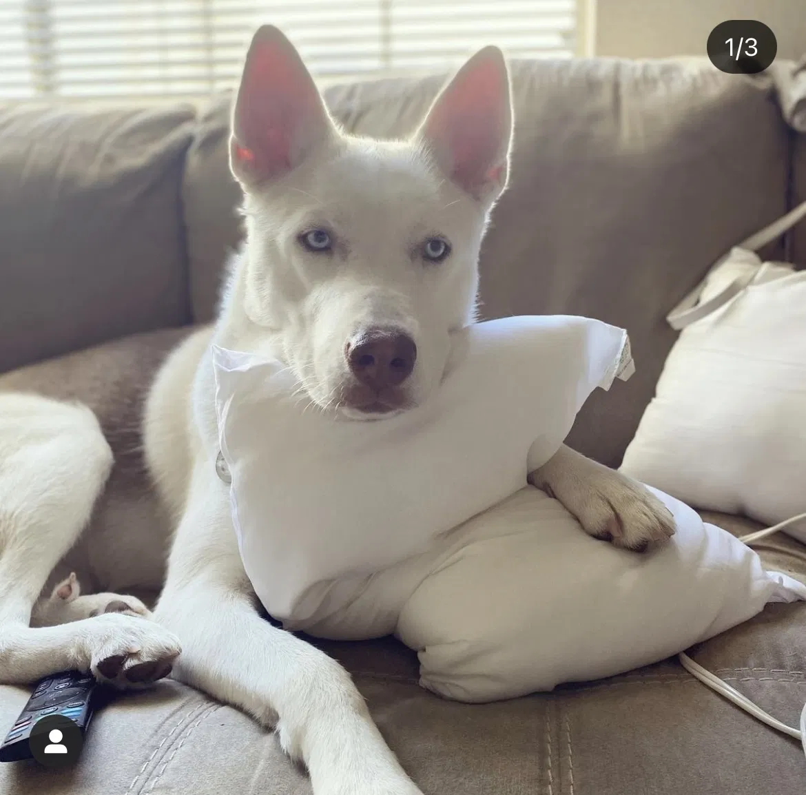 Lost dog in Elk Grove, CA, 95758