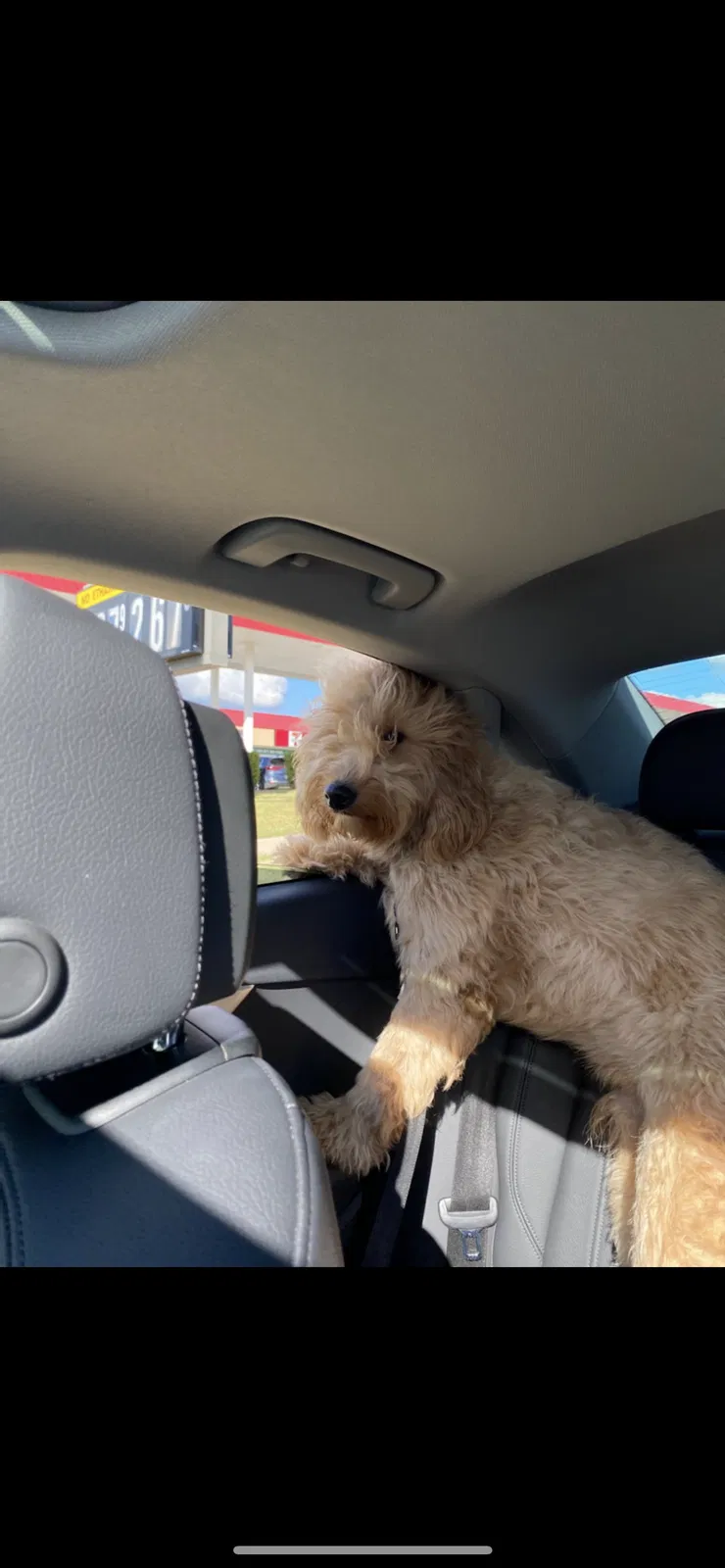 Lost dog in Oklahoma City, OK, 73130