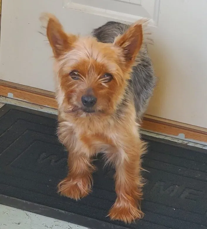 Lost dog in Berwyn, IL, 60402