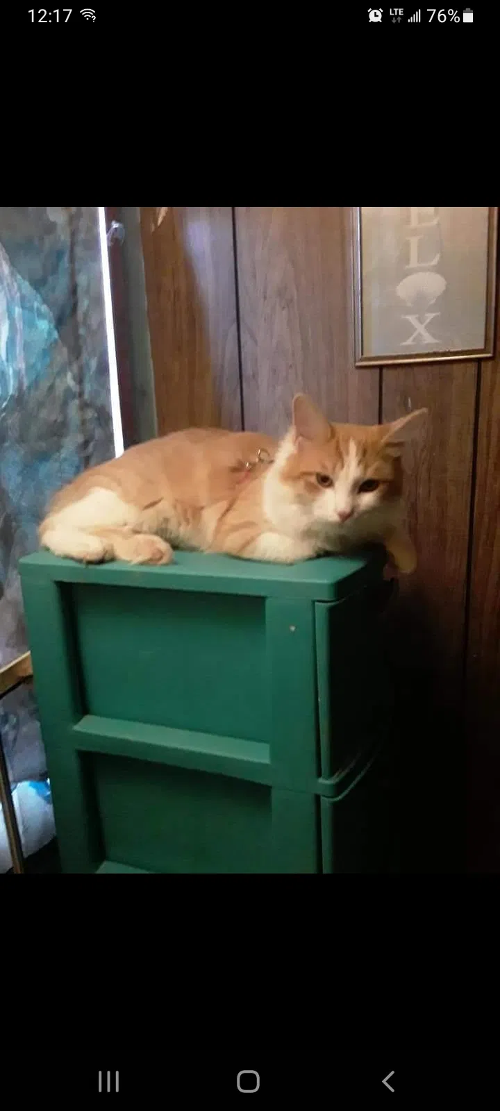 Lost cat in Louisville, KY, 40291