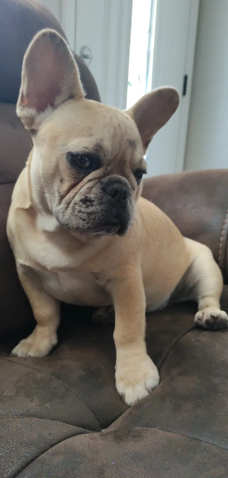 Lost dog in Fresno, CA, 93702