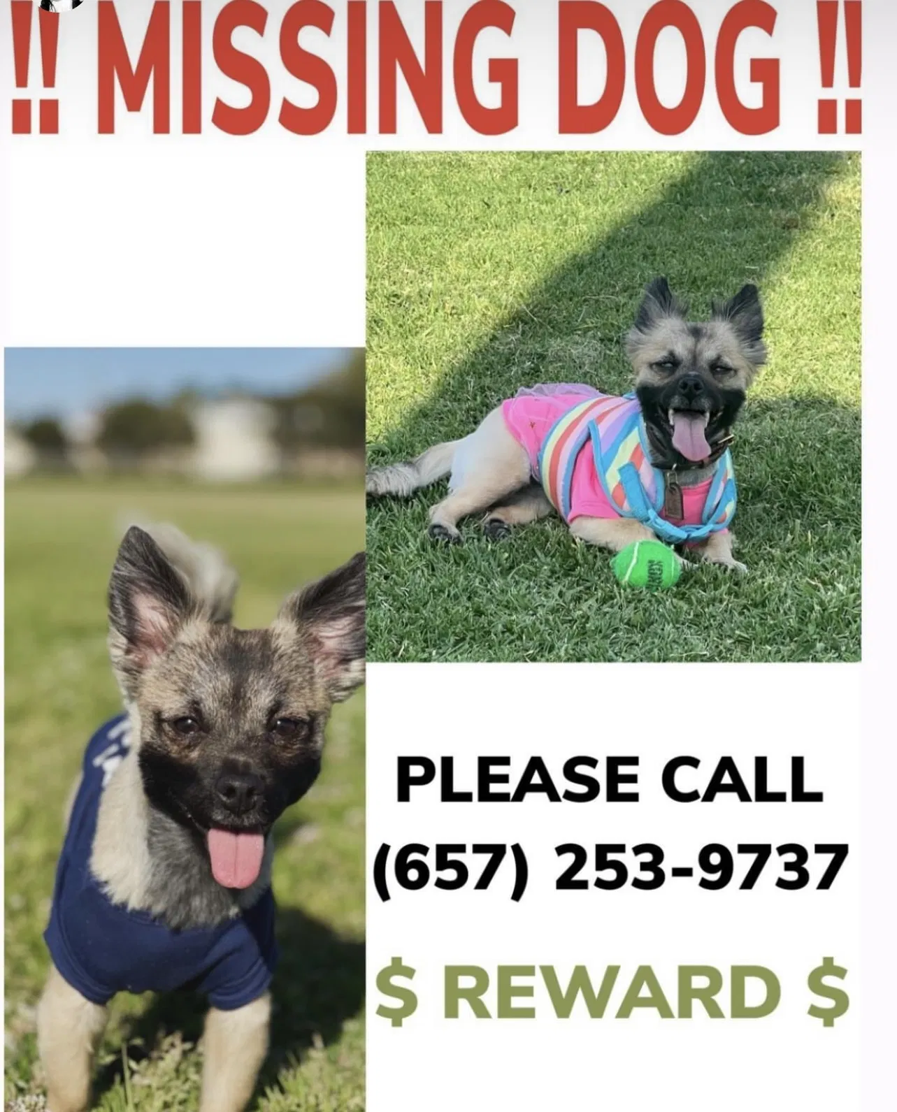 Lost dog in Murrieta, CA, 92563