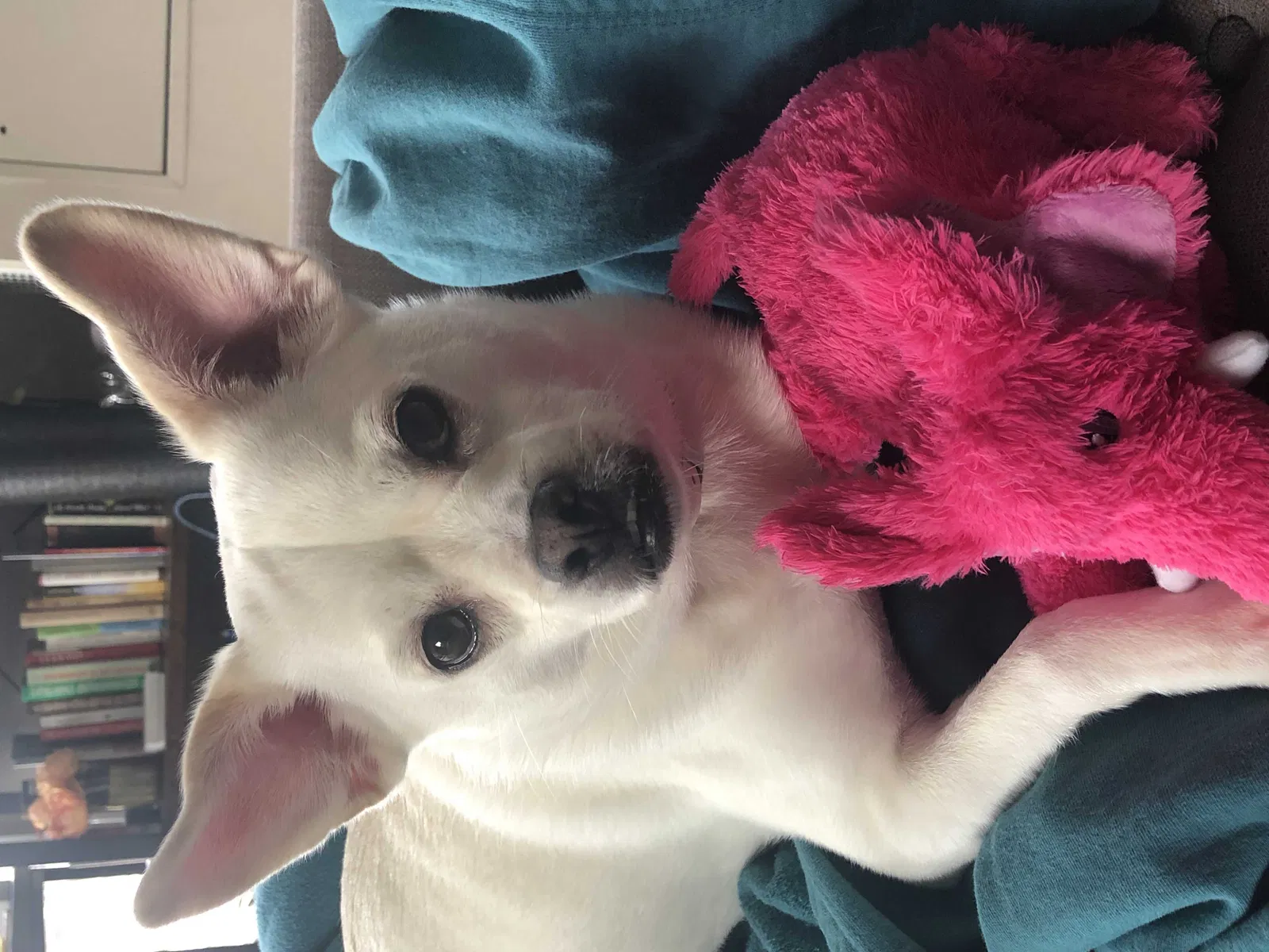 Lost dog in Minneapolis, MN, 55416