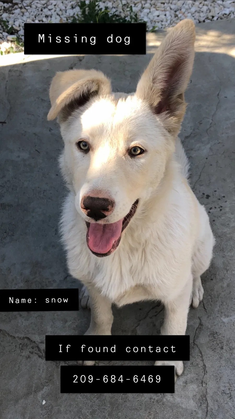 Lost dog in Stockton, CA, 95205