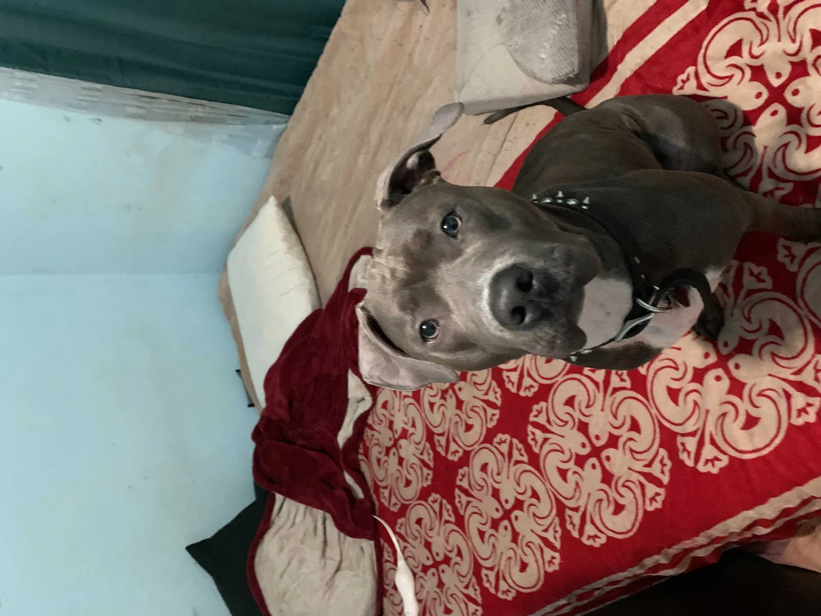 Lost dog in Oakland, CA, 94609