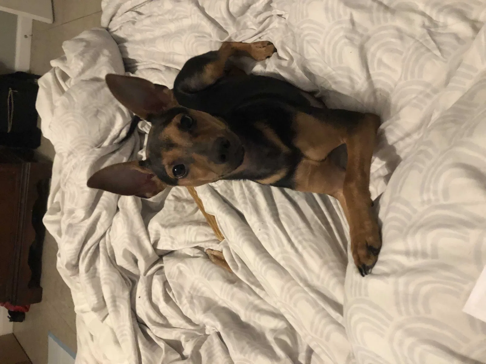 Lost dog in Savannah, GA, 31406