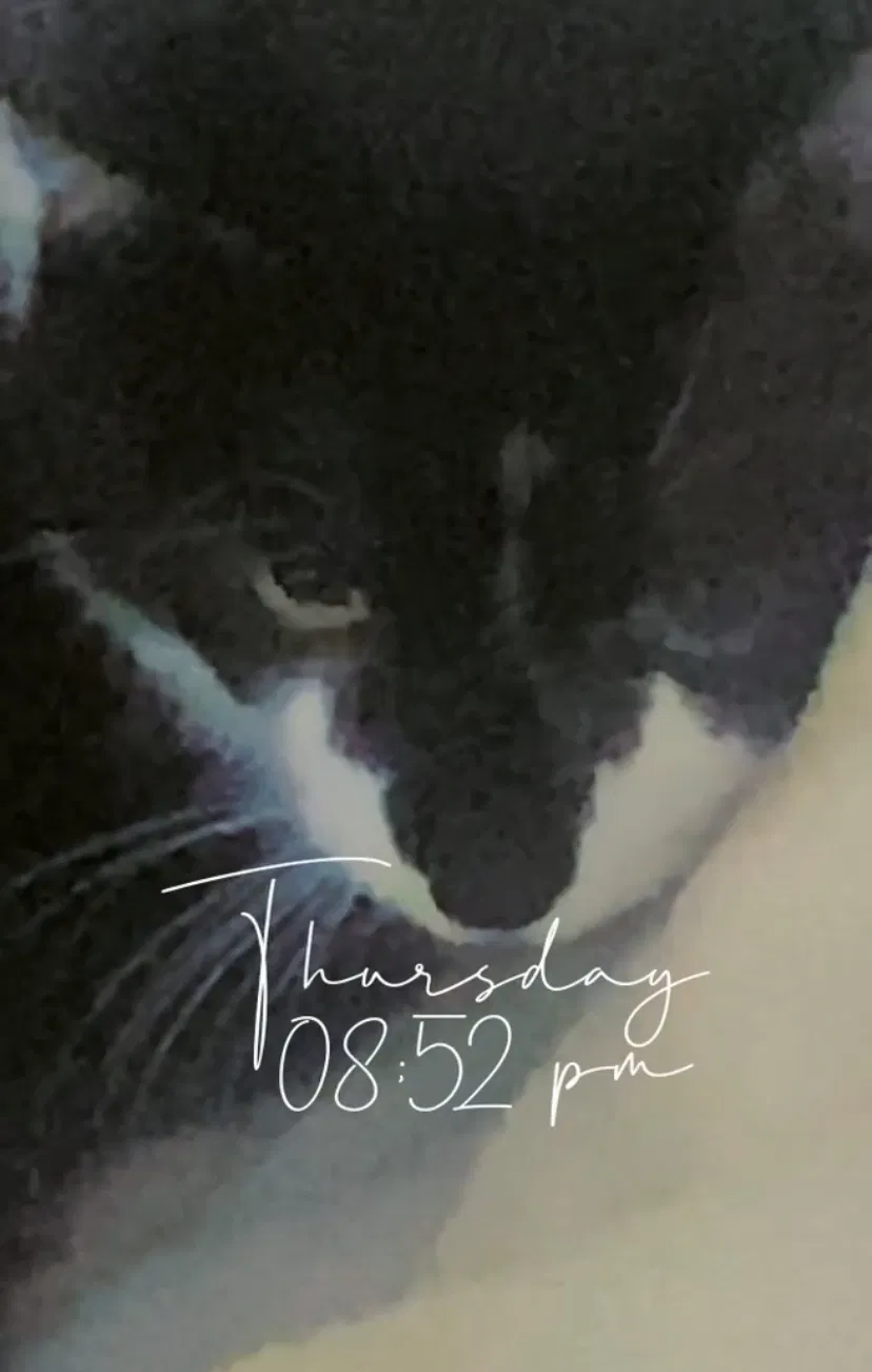 Lost cat in Revere, MA, 2151