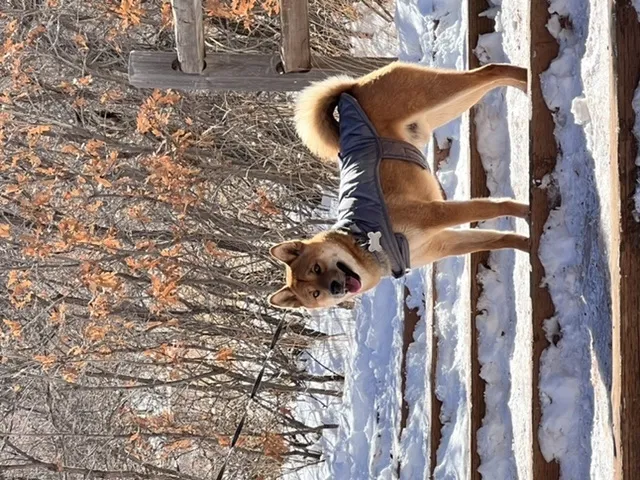 Lost dog in Colorado Springs, CO, 80909