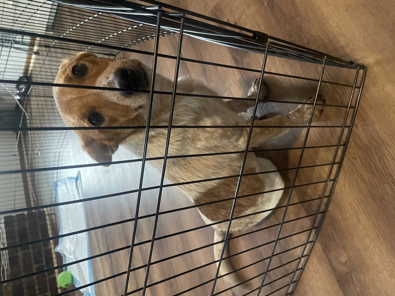 Lost dog in Overland Park, KS, 66210