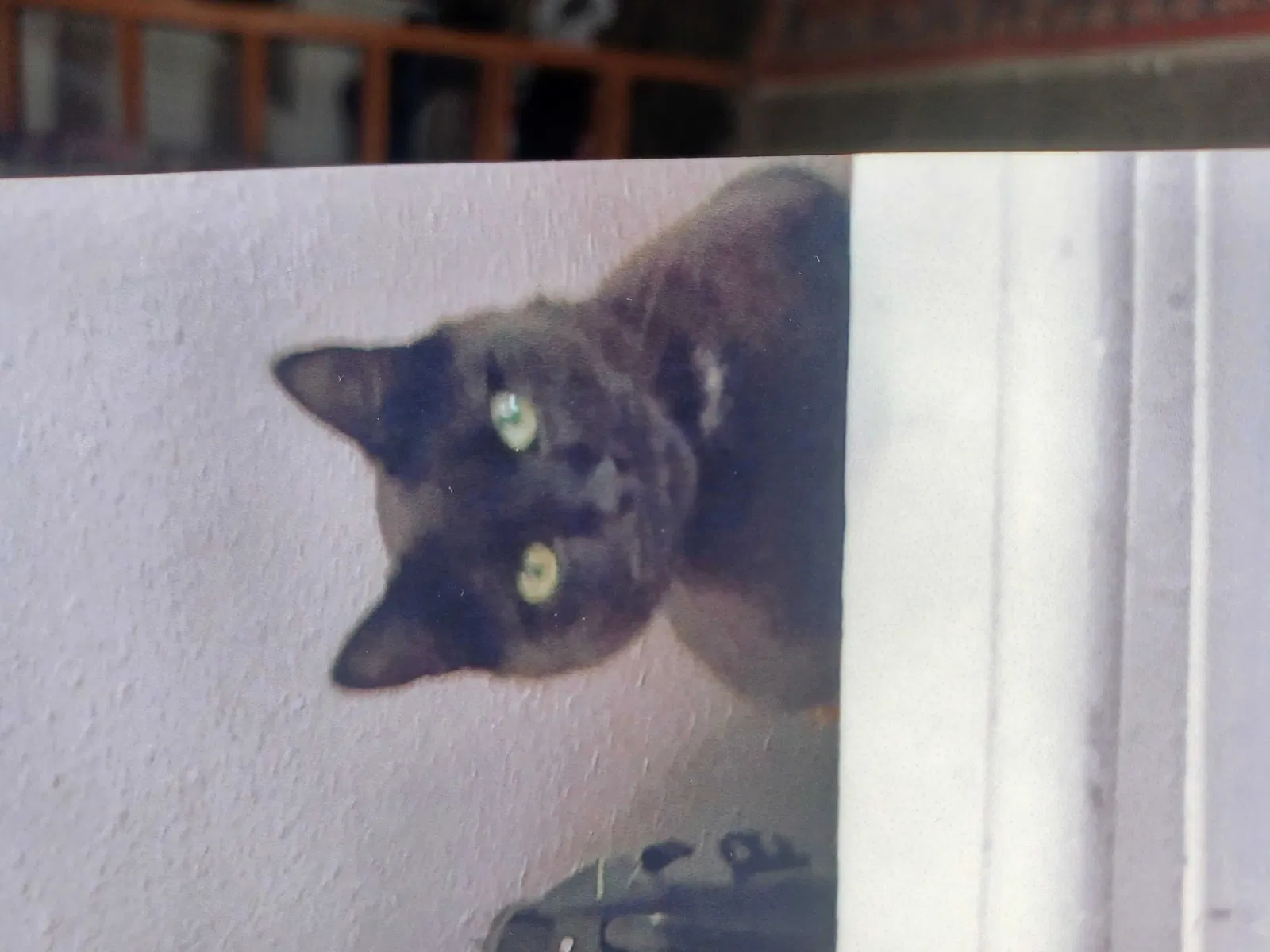 Lost cat in Westminster, CO, 80030