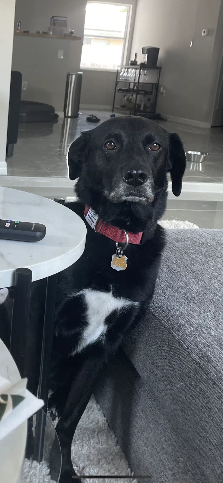 Lost dog in Fort Myers, FL, 33907