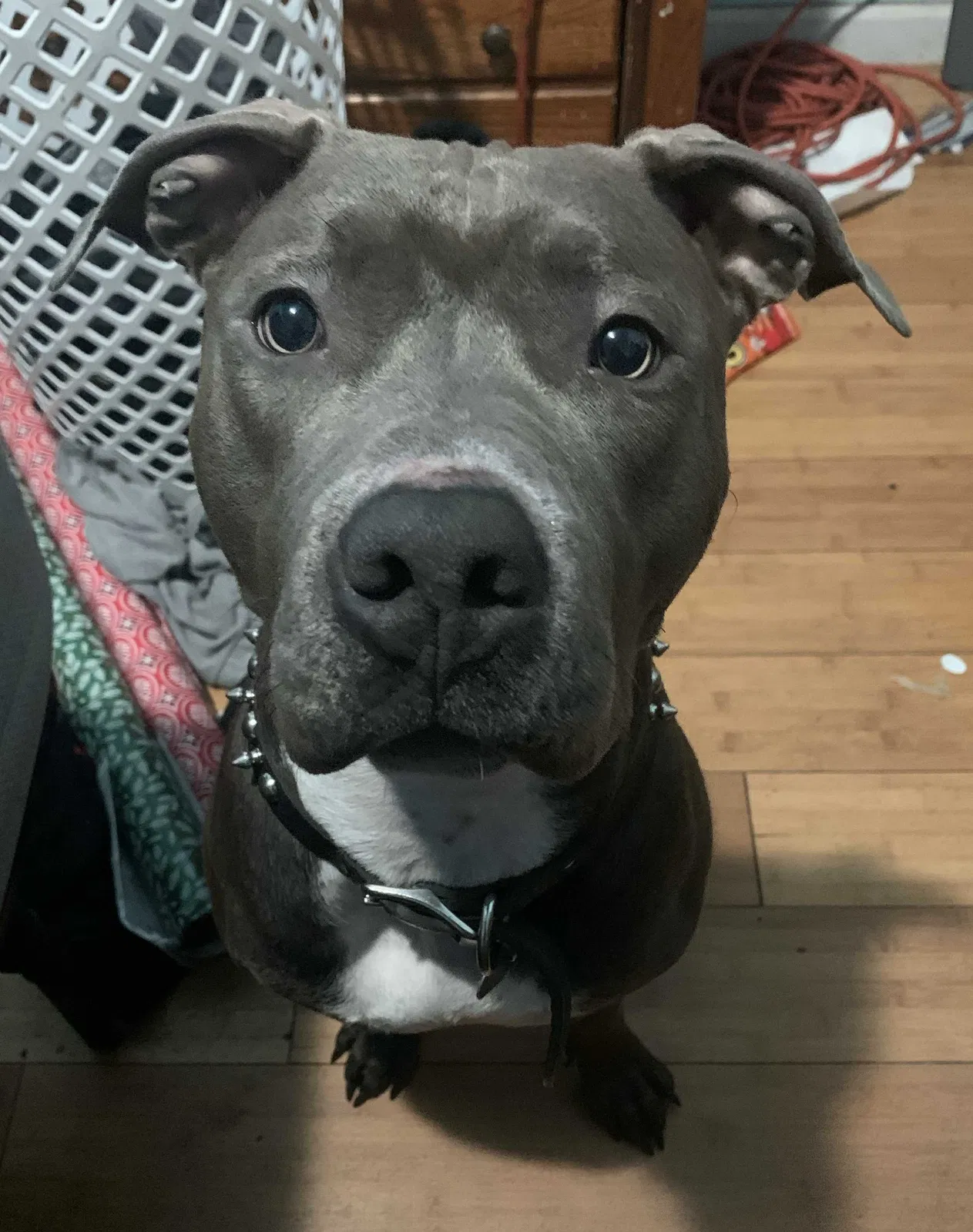 Lost dog in Oakland, CA, 94609