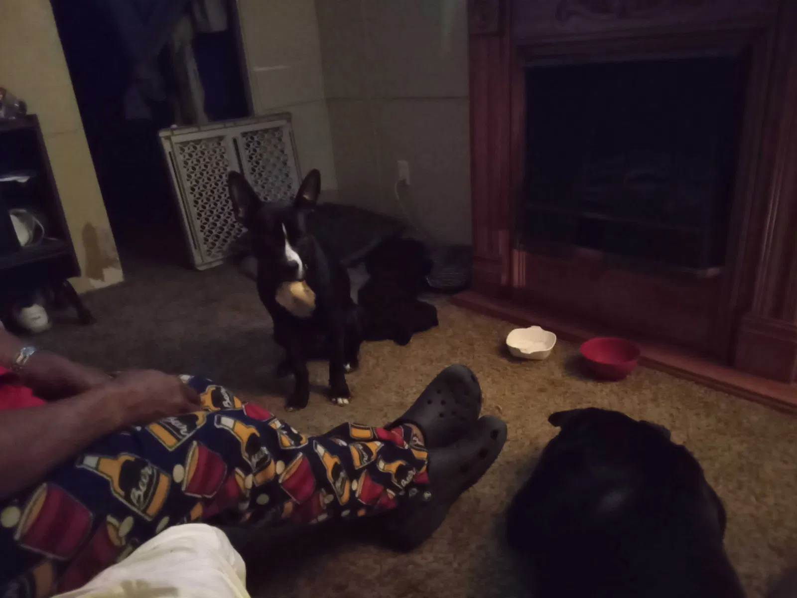 Lost dog in South Bend, IN, 46613