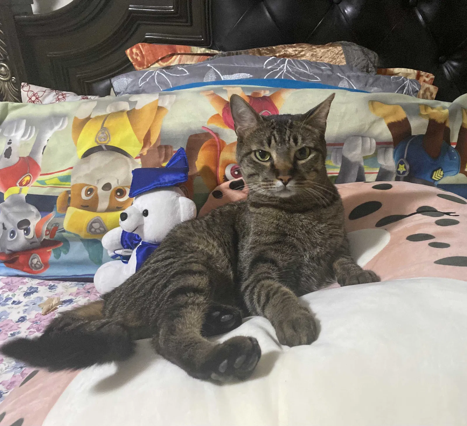 Lost cat in Washington, DC, 20011