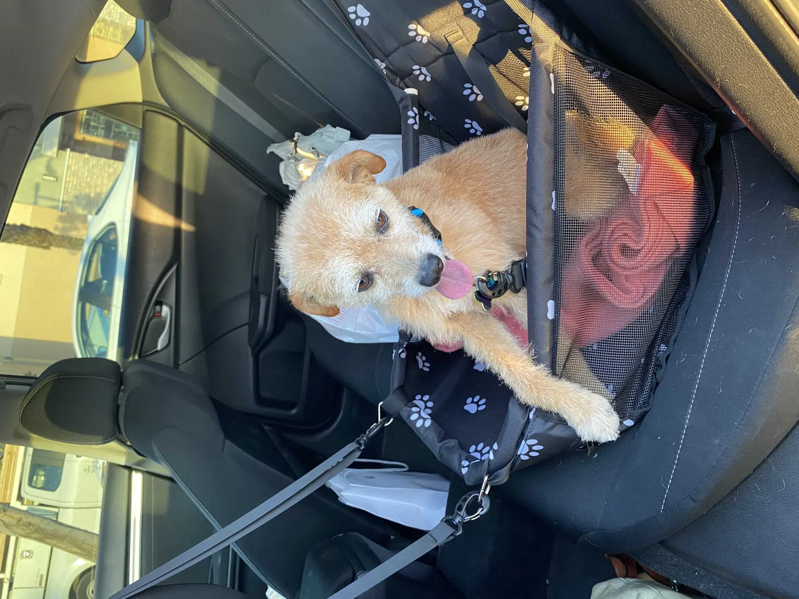 Lost dog in Desert Hot Springs, CA, 92241