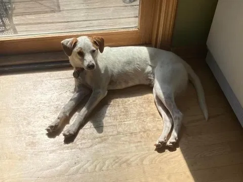 Lost dog in Kansas City, MO, 64155