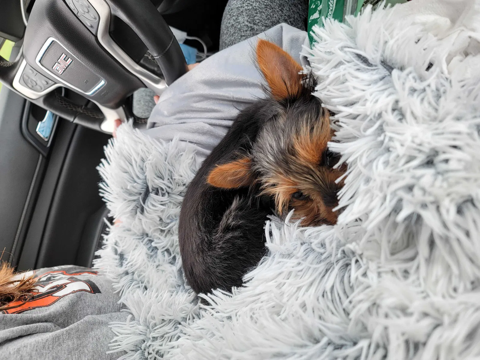 Lost dog in Aberdeen, SD, 57401