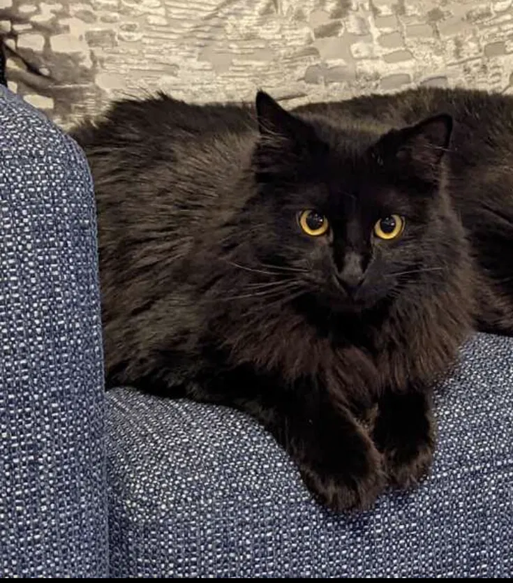 Lost cat in Denton, TX, 76210