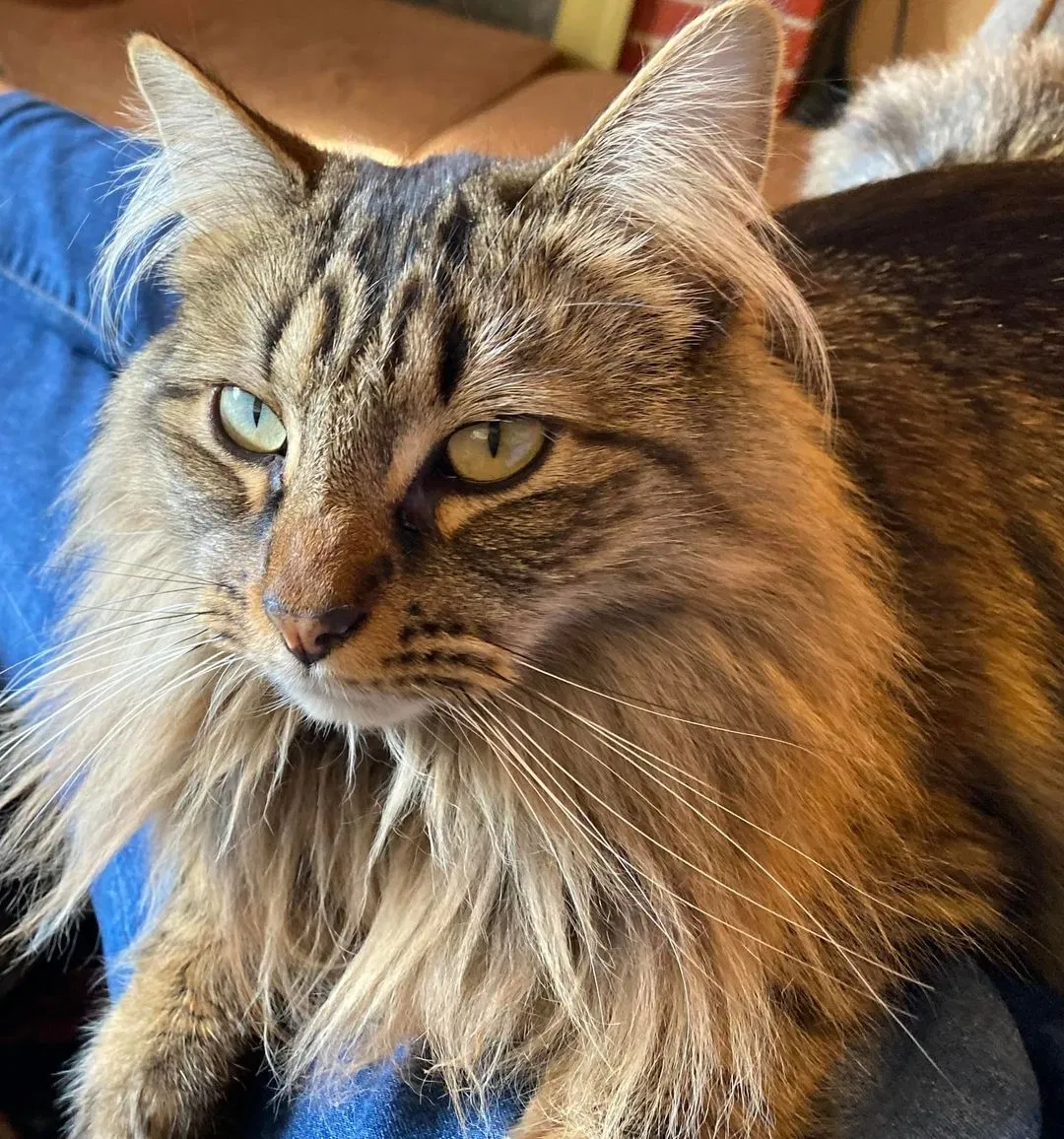 Lost cat in Hollister, CA, 95023