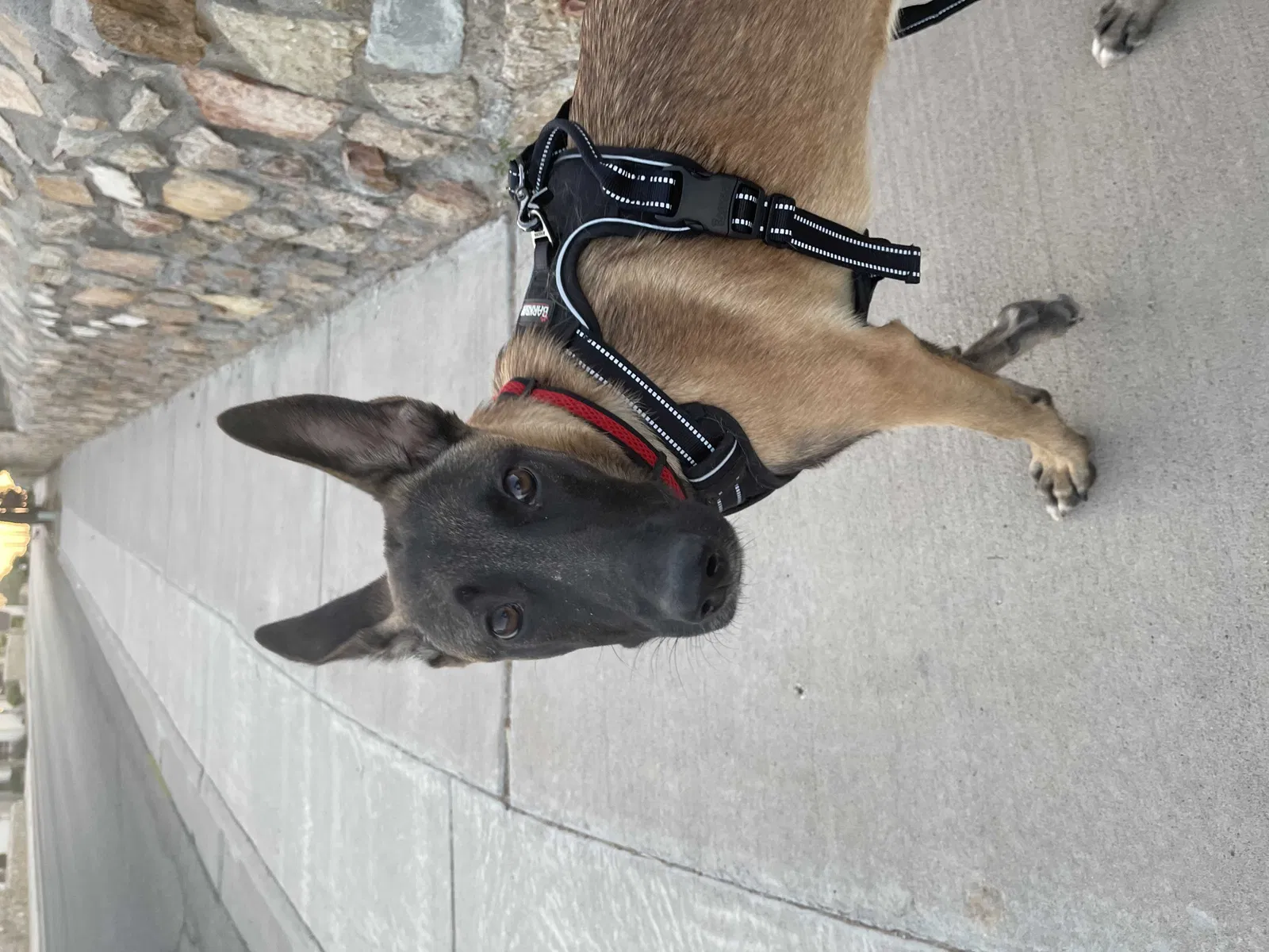 Lost dog in Denver, CO, 80228