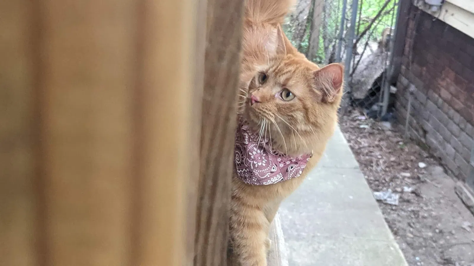 Lost cat in Detroit, MI, 48216