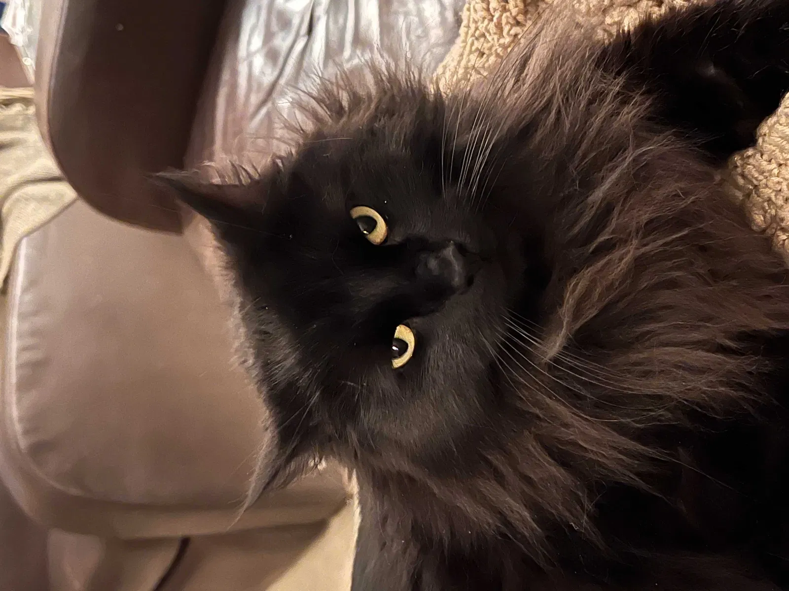 Lost cat in Rockville, MD, 20853