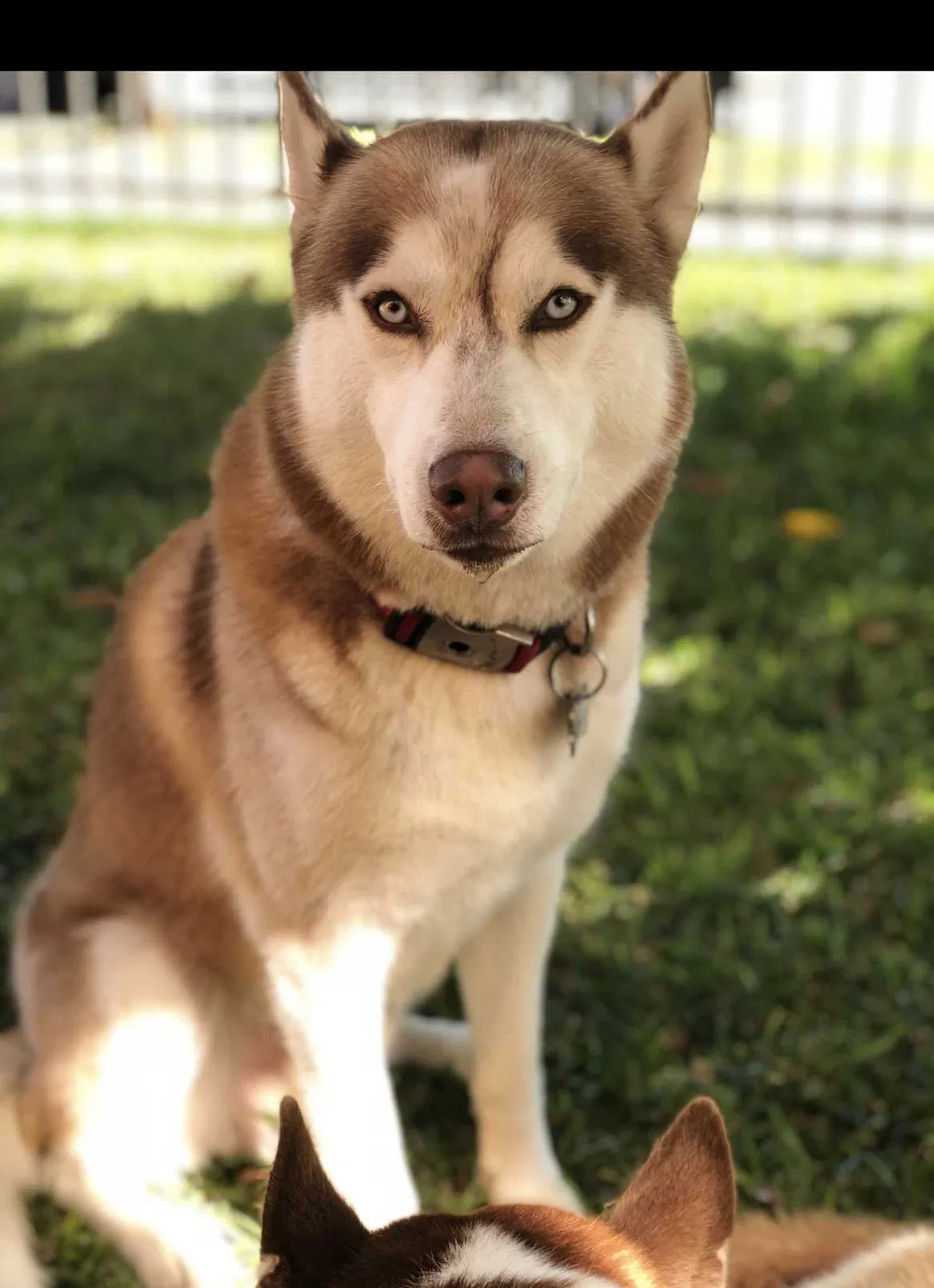 Lost dog in Los Angeles, CA, 90059