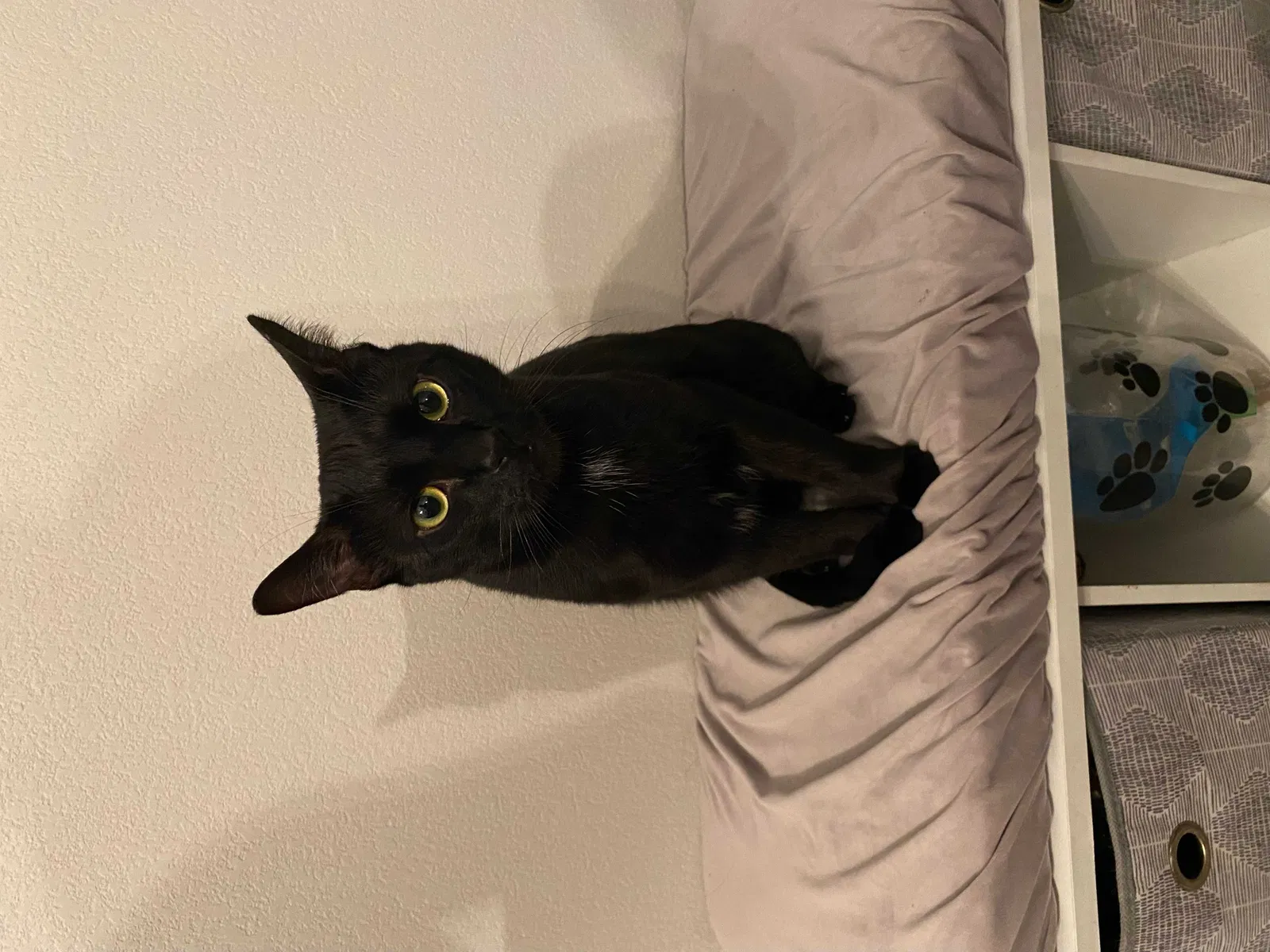 Lost cat in Henderson, NV, 89044