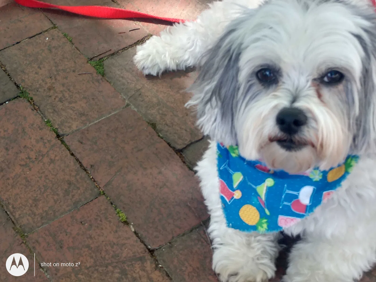 Lost dog in Greensboro, NC, 27401