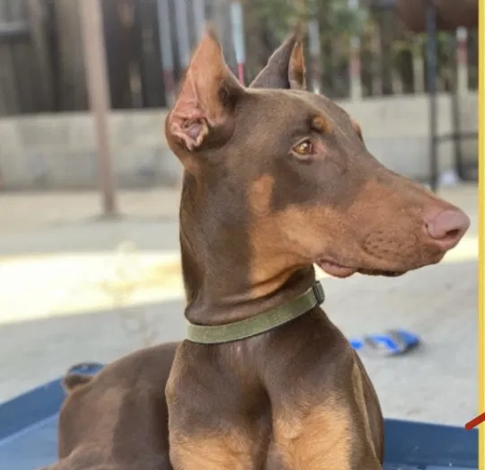 Lost dog in Laredo, TX, 78043