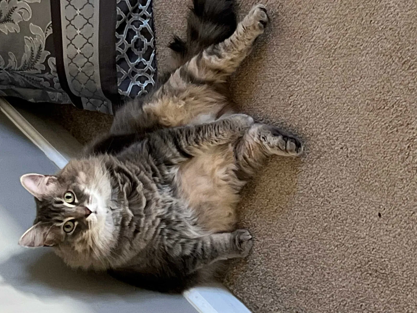 Lost cat in Canton, GA, 30115