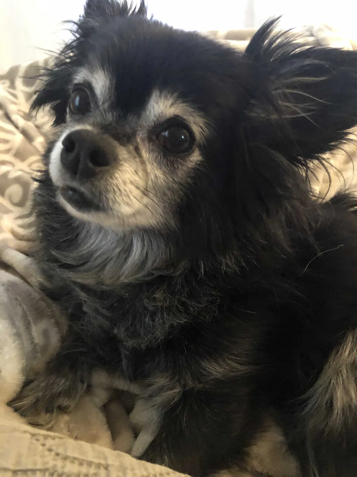 Lost dog in Mc Calla, AL, 35111