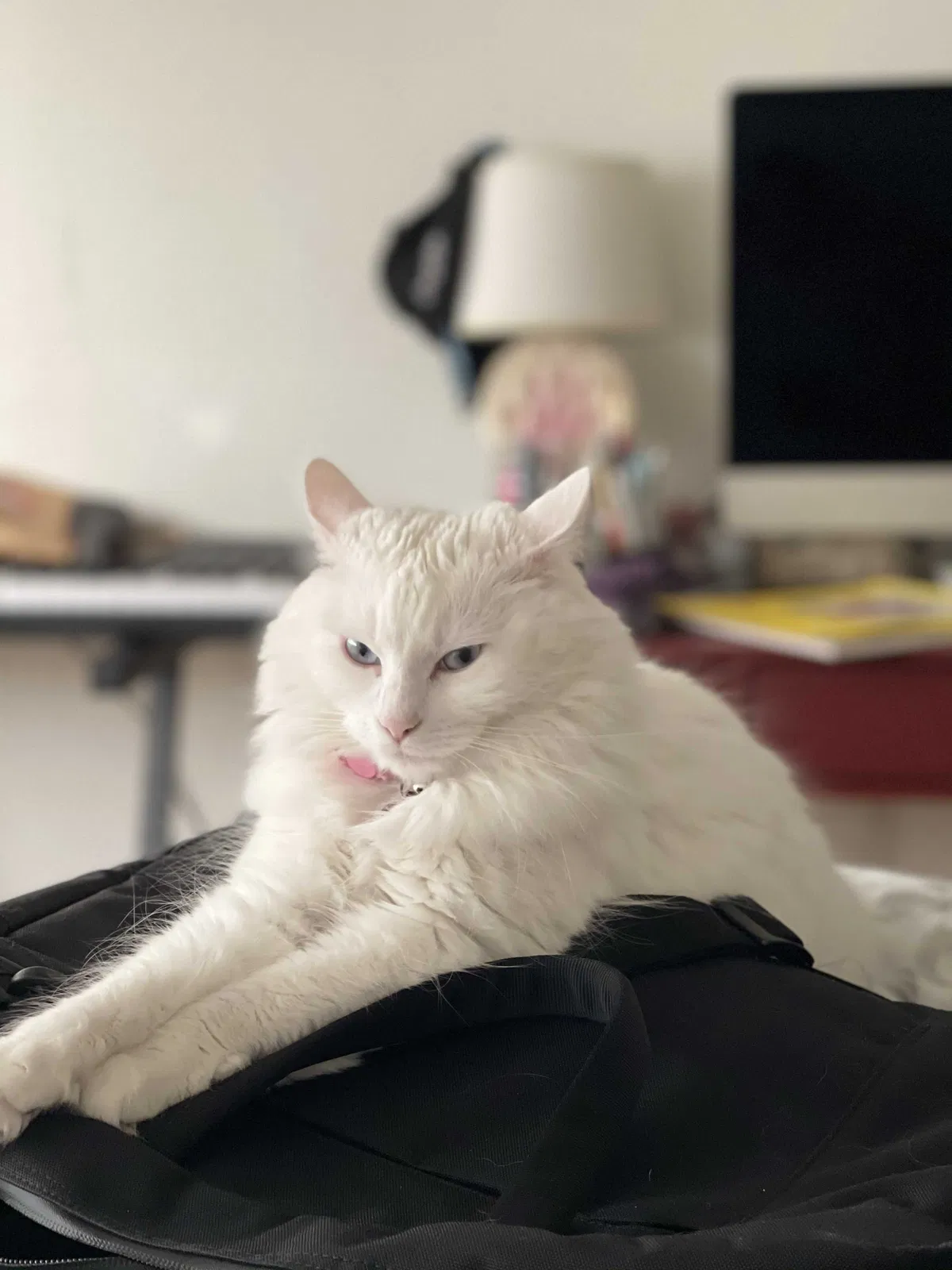 Lost cat in Torrance, CA, 90501