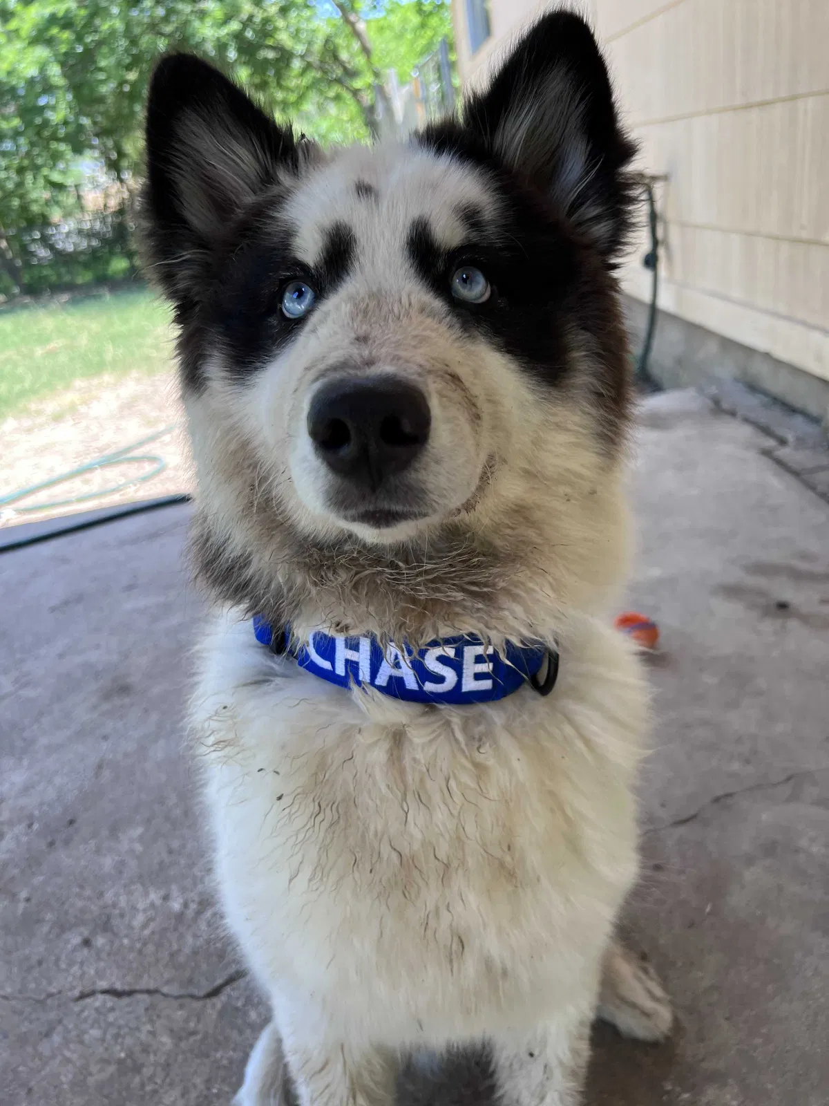 Lost dog in San Antonio, TX, 78207