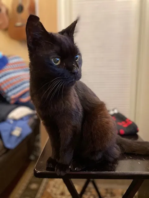 Lost cat in Winter Garden, FL, 34787