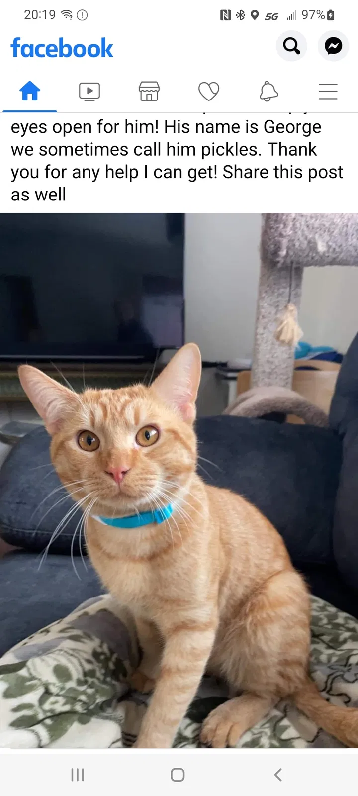 Lost cat in Brick, NJ, 8724