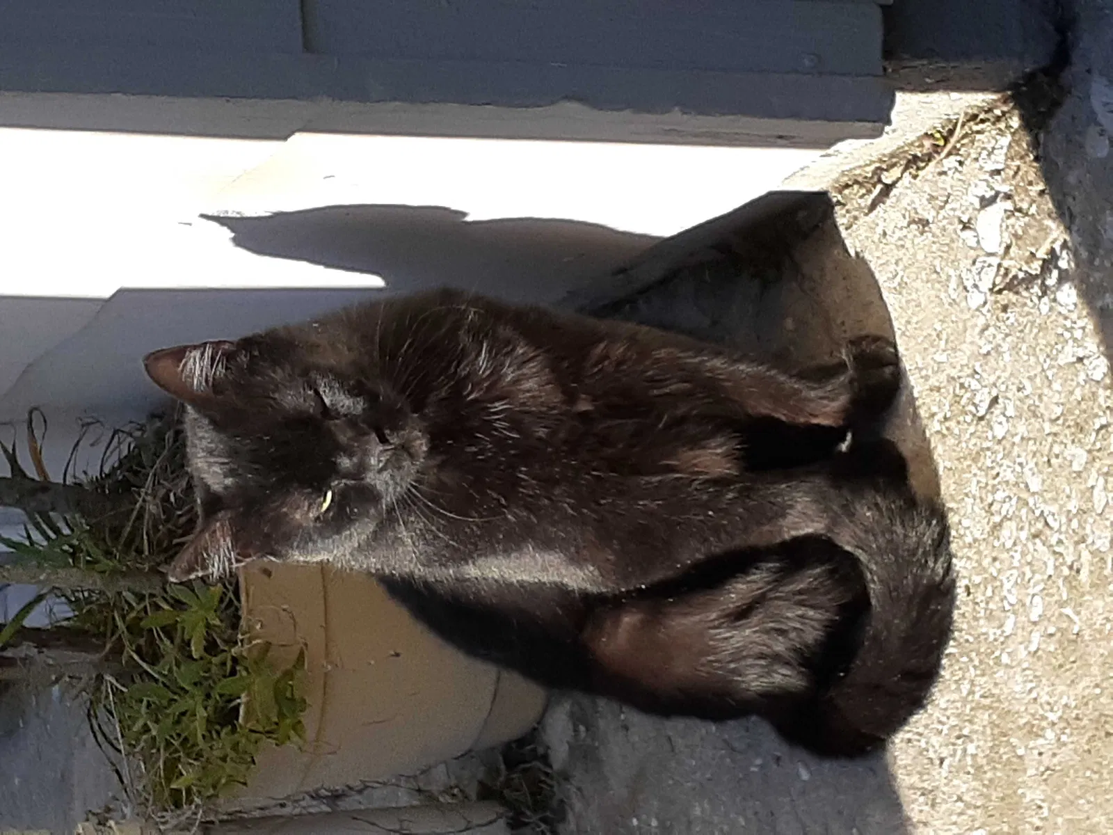 Lost cat in Saint Petersburg, FL, 33709