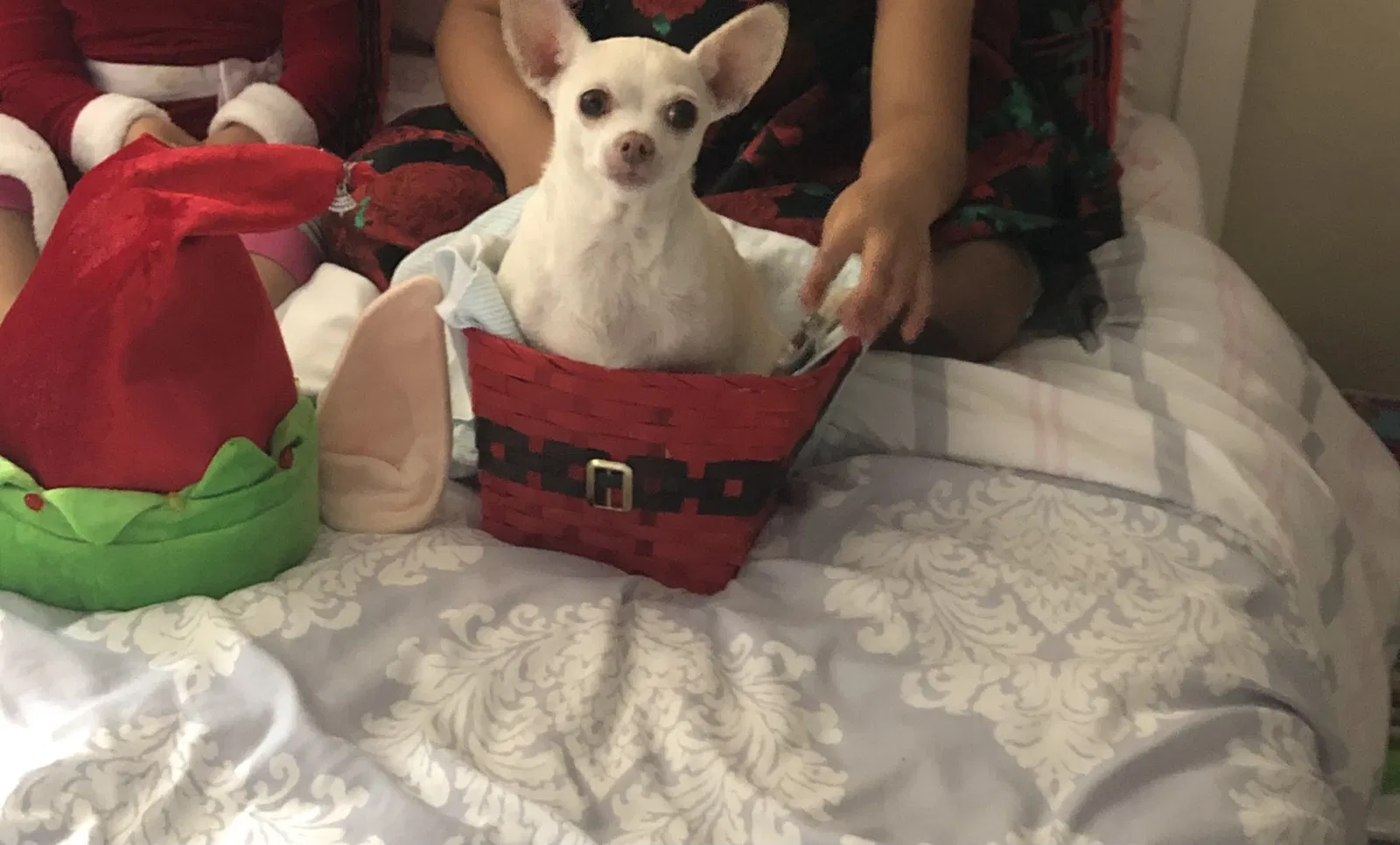 Lost dog in Los Angeles, CA, 90044