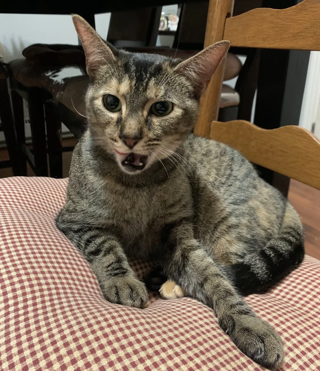 Lost cat in Covington, GA, 30016