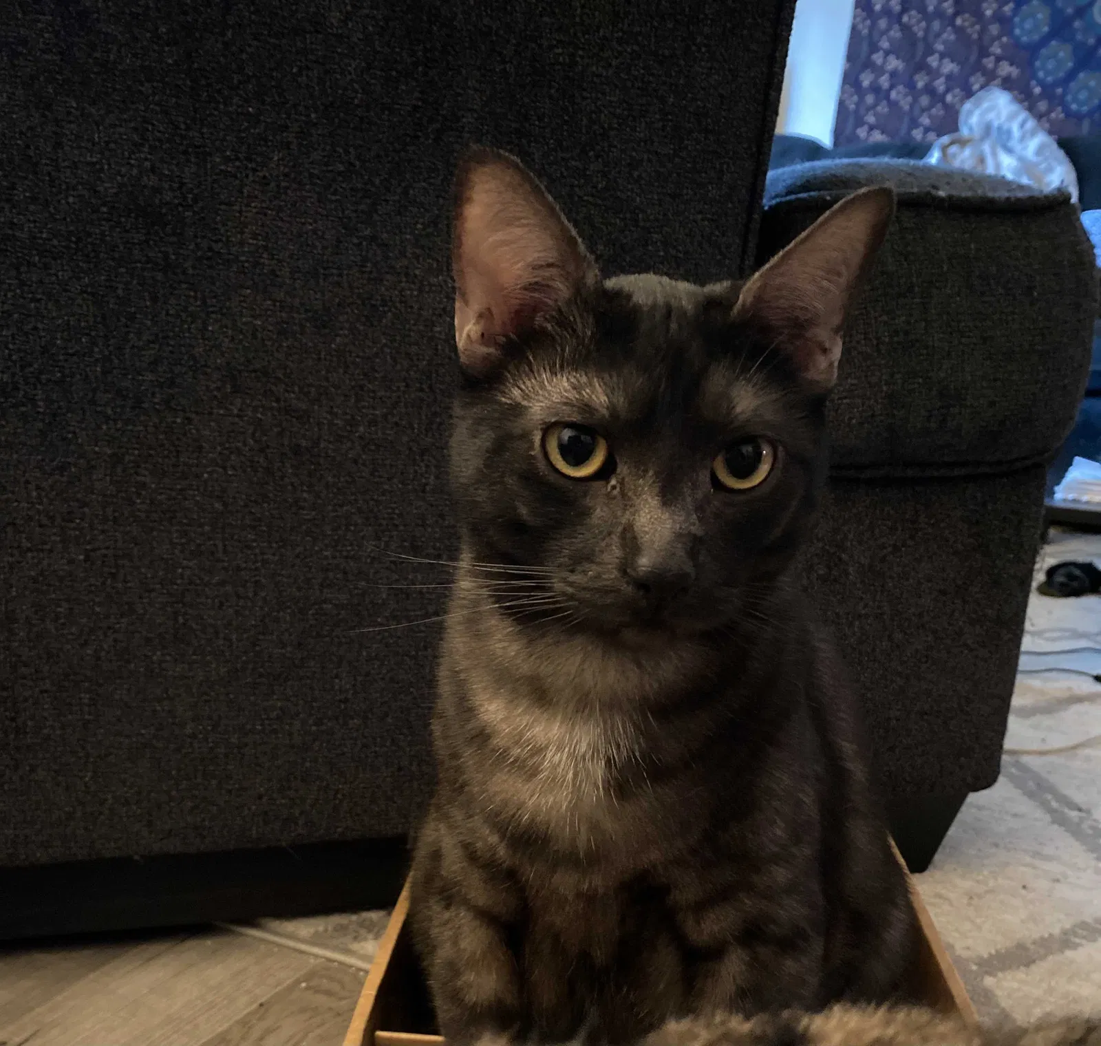 Lost cat in Fairfield, CA, 94533