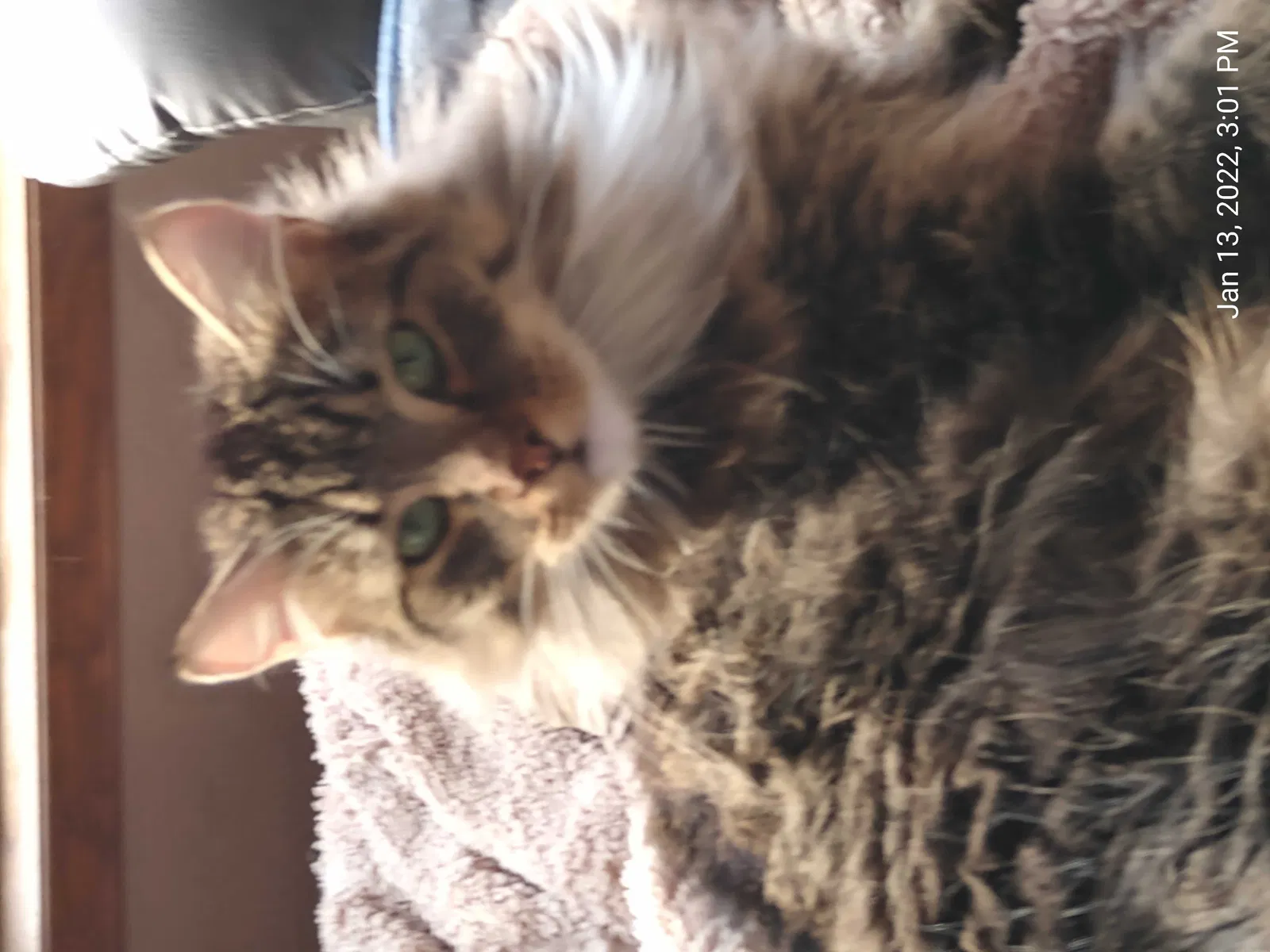 Lost cat in Eugene, OR, 97404