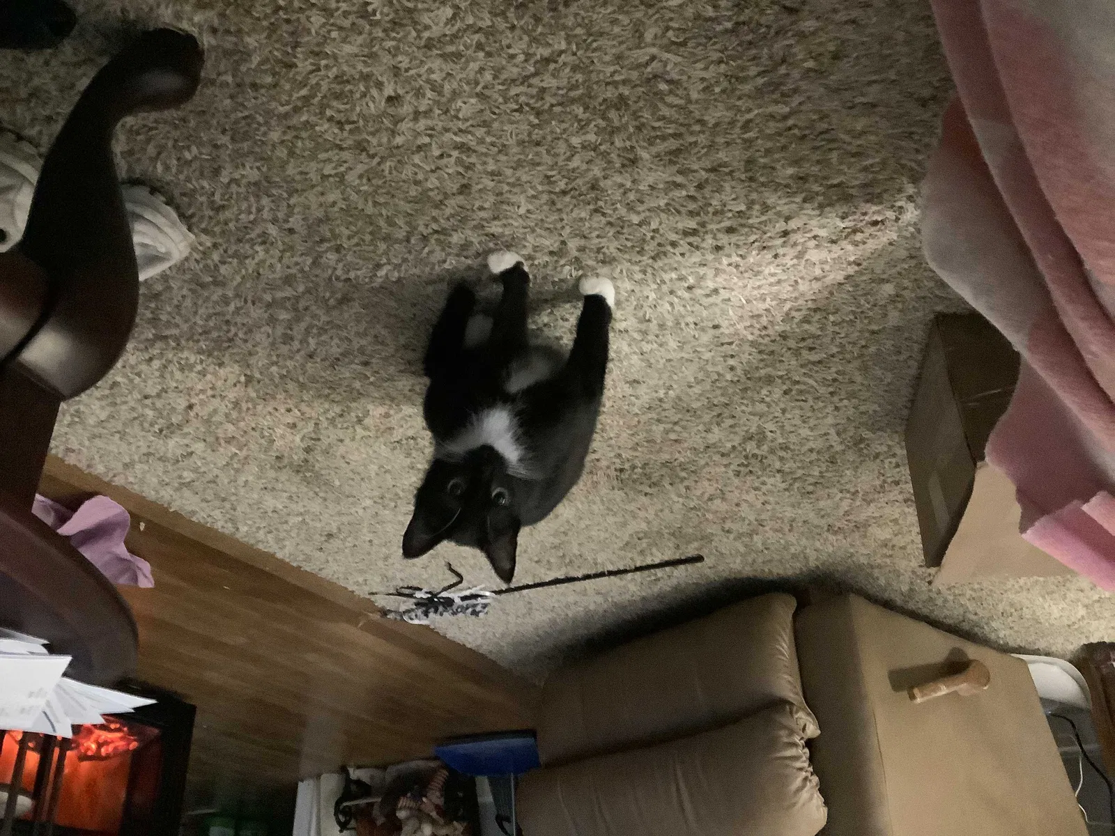 Lost cat in Goose Creek, SC, 29445