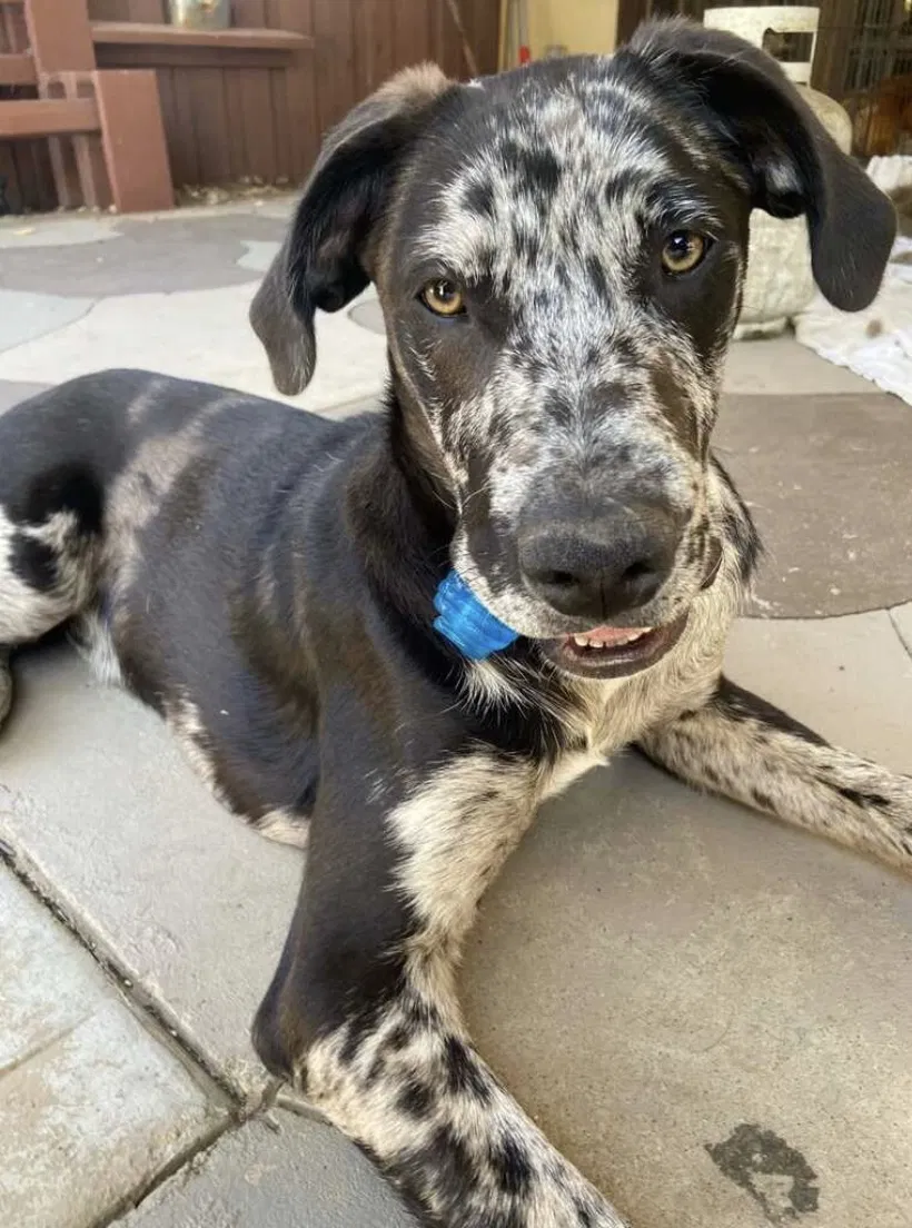 Lost dog in Moreno Valley, CA, 92557