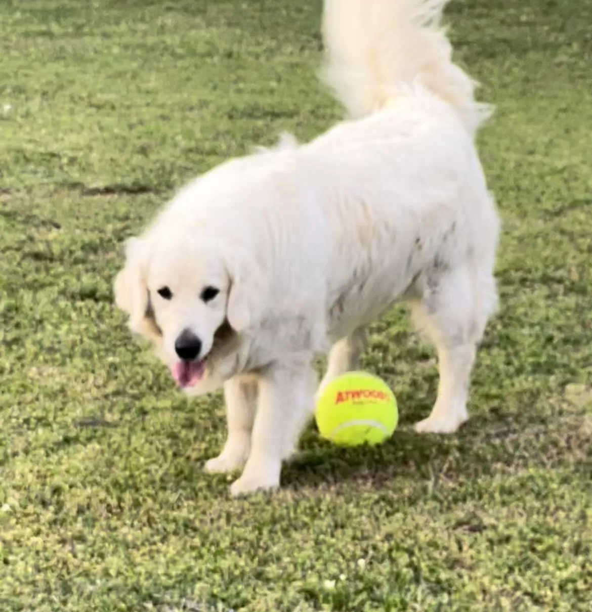 Lost dog in Kellyville, OK, 74039