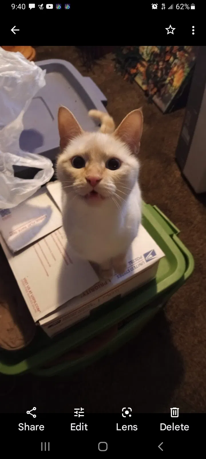 Lost cat in Salem, OR, 97303