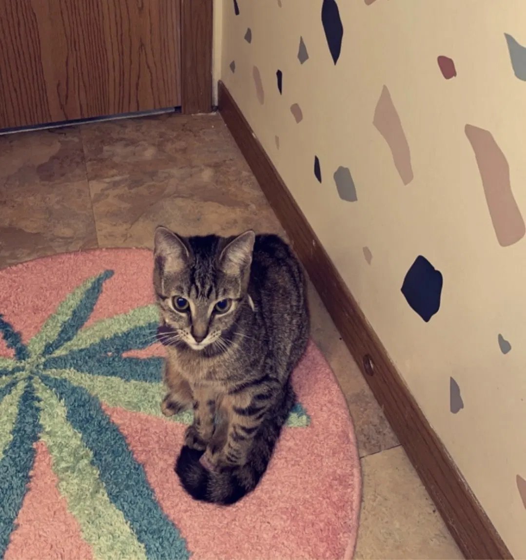 Lost cat in Reynoldsburg, OH, 43068