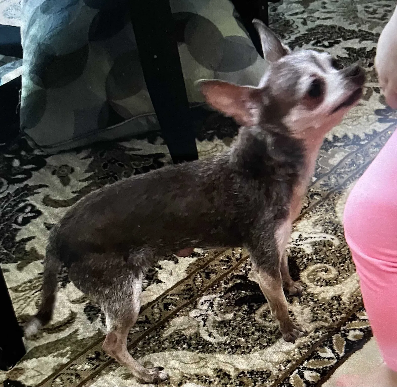 Lost dog in Marietta, GA, 30008