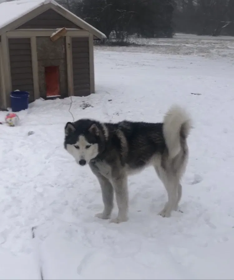 Lost cat in Morgantown, IN, 46160